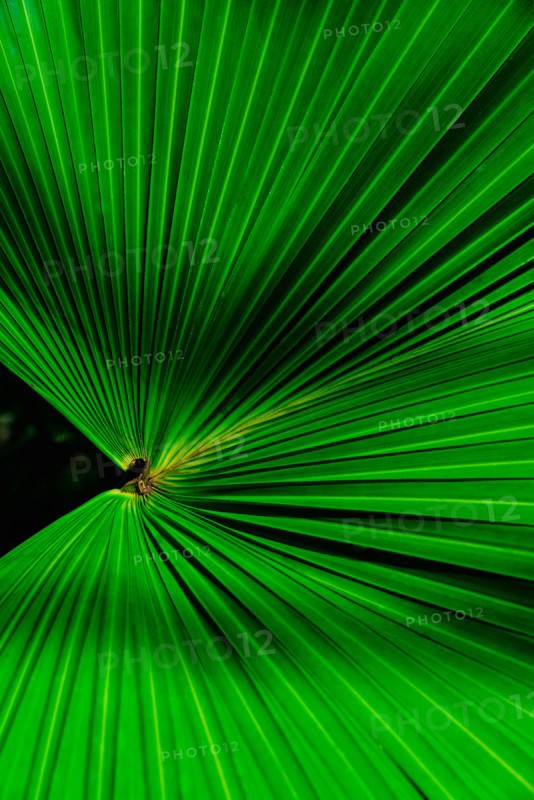 Close-up of palm leaf. Jamaica.