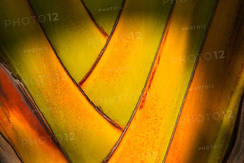 Close-up of palm tree. Jamaica.