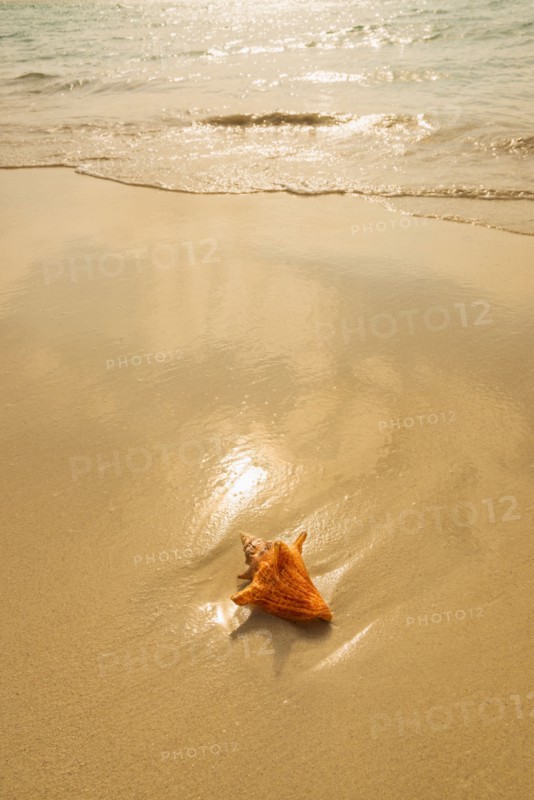 Conch shell on beach. Jamaica.