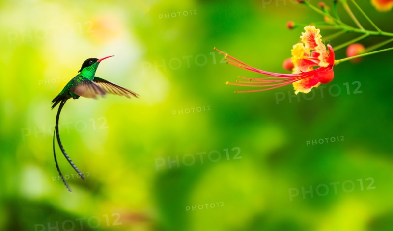 Hummingbird in flight. Jamaica.