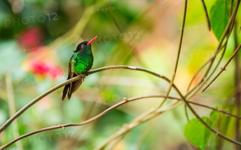 Hummingbird perching on twig. Jamaica.