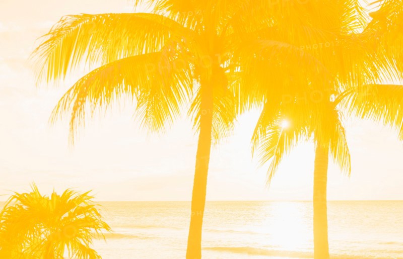 Silhouette of palm trees. Jamaica.