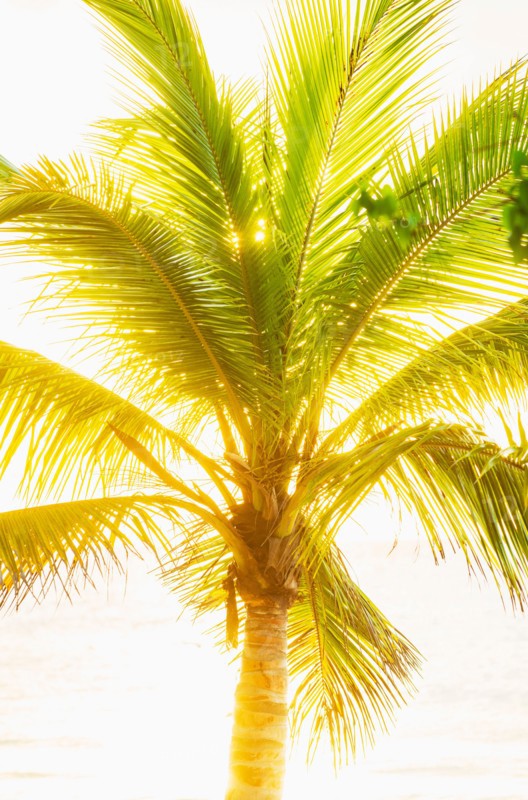 Palm tree. Jamaica.