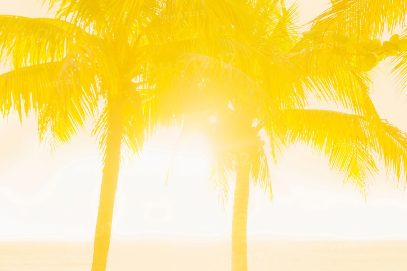 Silhouette of palm trees. Jamaica.