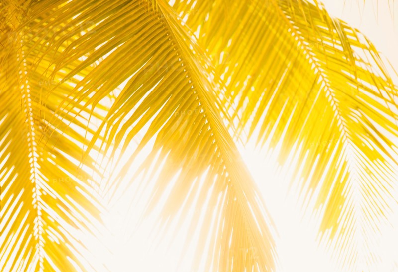 Silhouette of palm leaves. Jamaica.