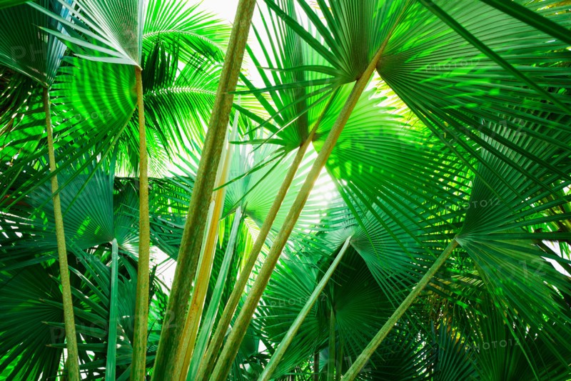 Palm leaves. Jamaica.