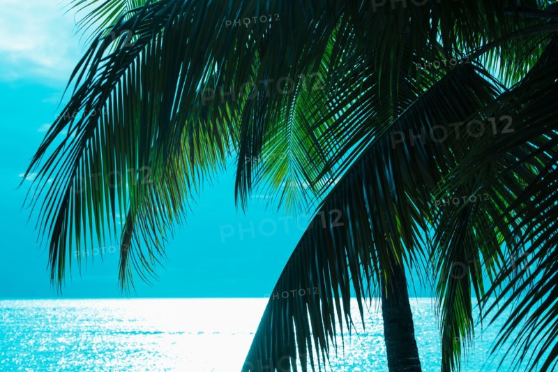 Palm tree and sea. Jamaica.