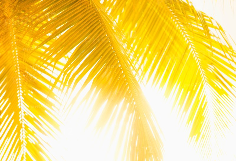 Golden palm leaves. Jamaica.