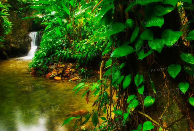 Waterfall in rainforest. Jamaica.