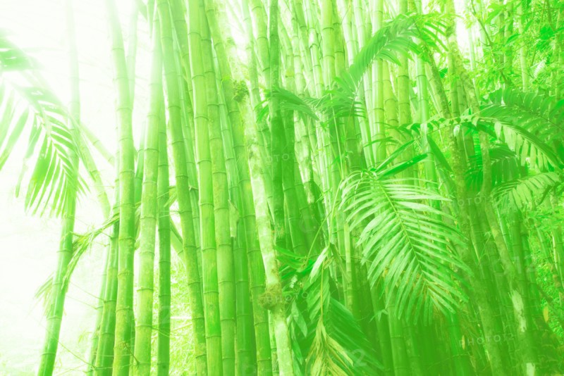 Sunlit bamboo grove. Jamaica.