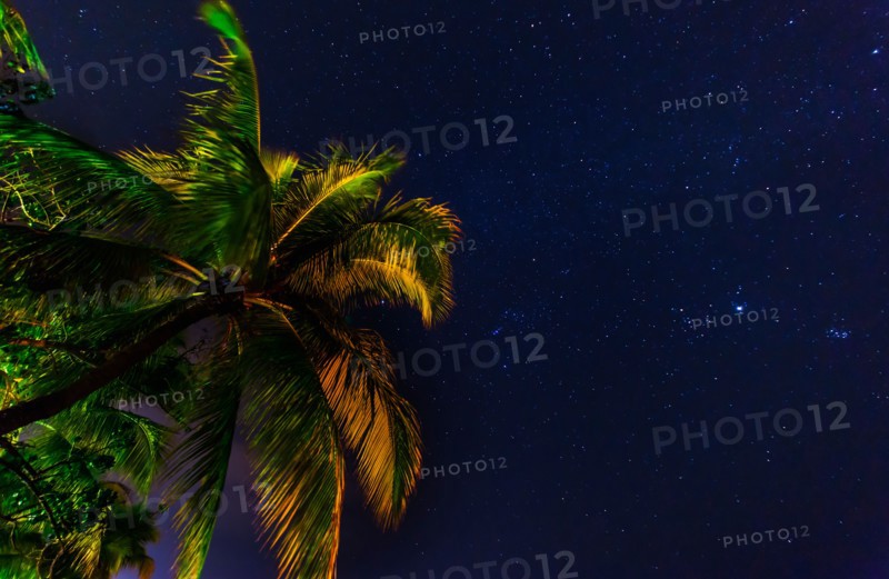 palm tree against starry sky. Jamaica.