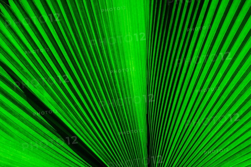 Close-up of palm leaf. Jamaica.