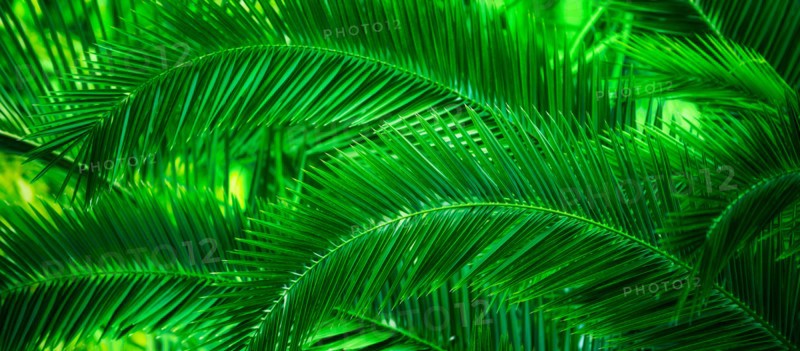 Palm leaves. Jamaica.