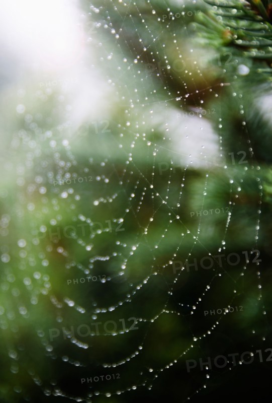 Spider net with drops of morning dew