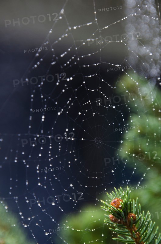 Spider net with drops of morning dew