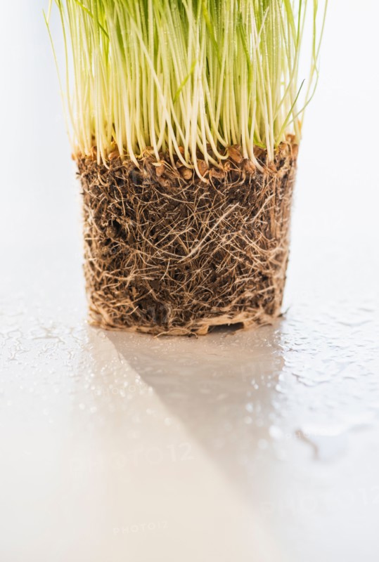 Studio Shot of wheatgrass