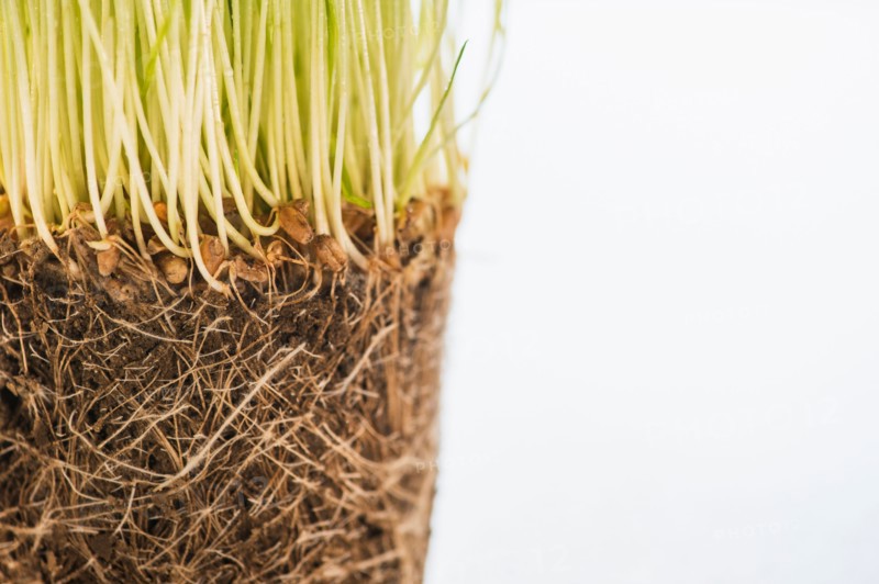 Studio Shot of wheatgrass