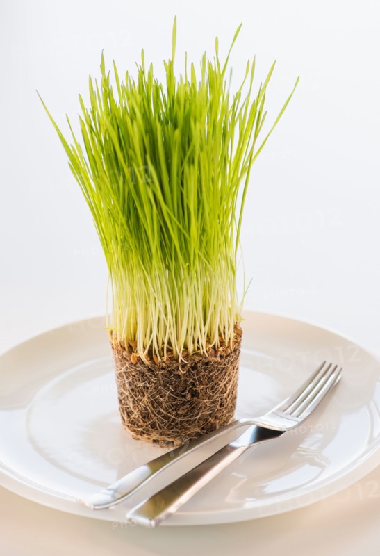 Studio Shot of wheatgrass