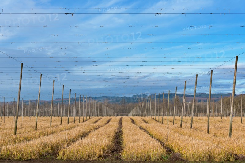 View of hop trellis