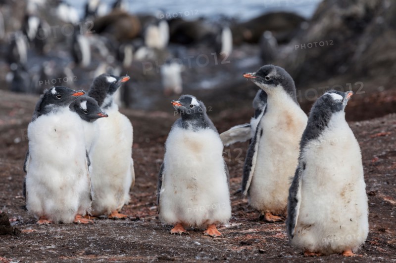 Medium group of penguins
