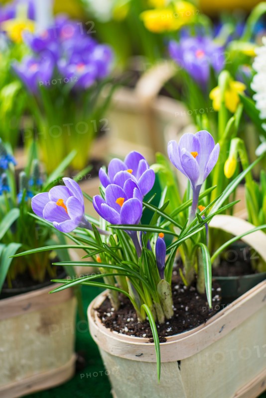 Purple flowers.