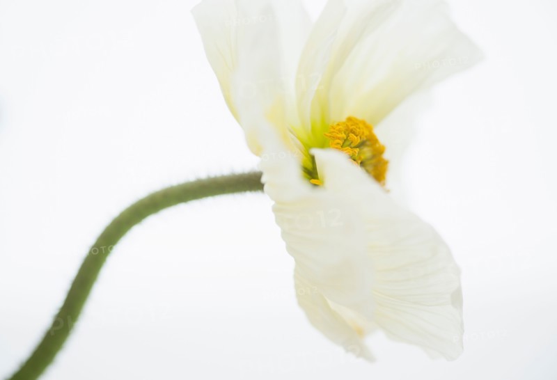 Studio Shot of white poppy