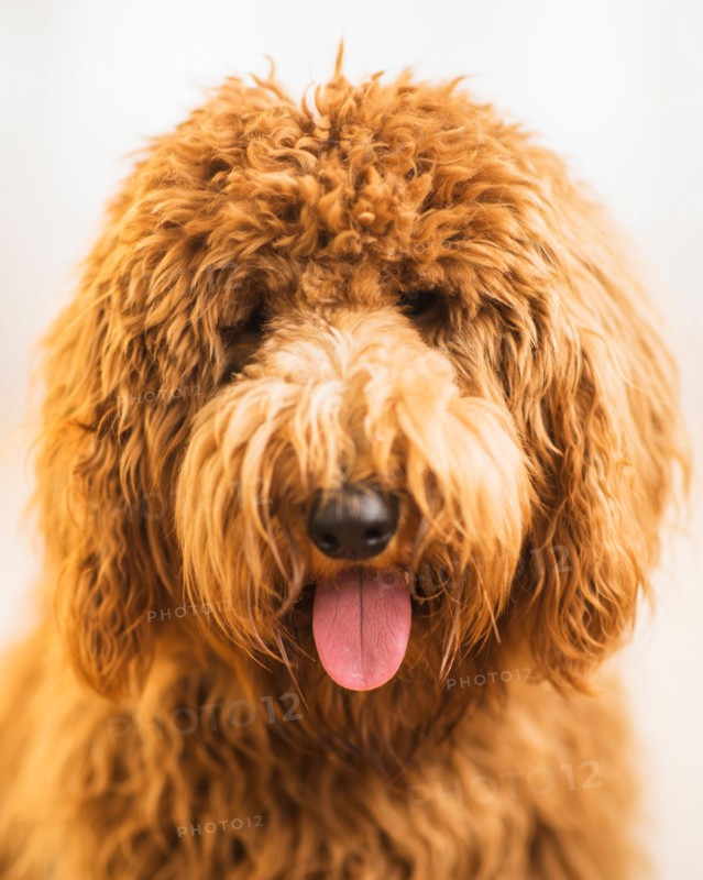 Portrait of dog