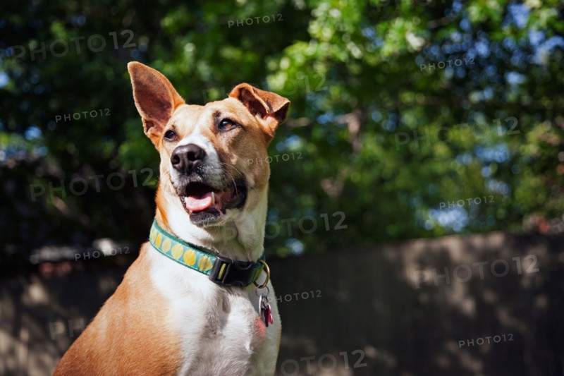 Portrait of dog