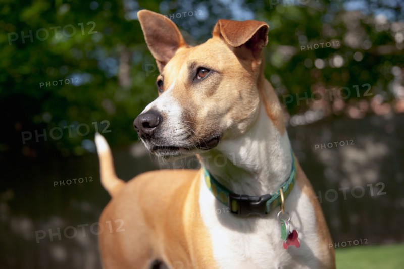 Portrait of dog