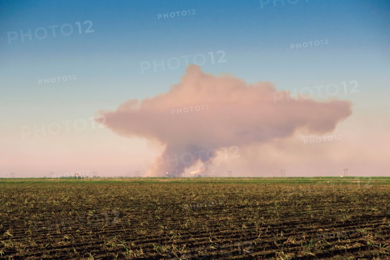 Sugar cane field with smoke on horizon