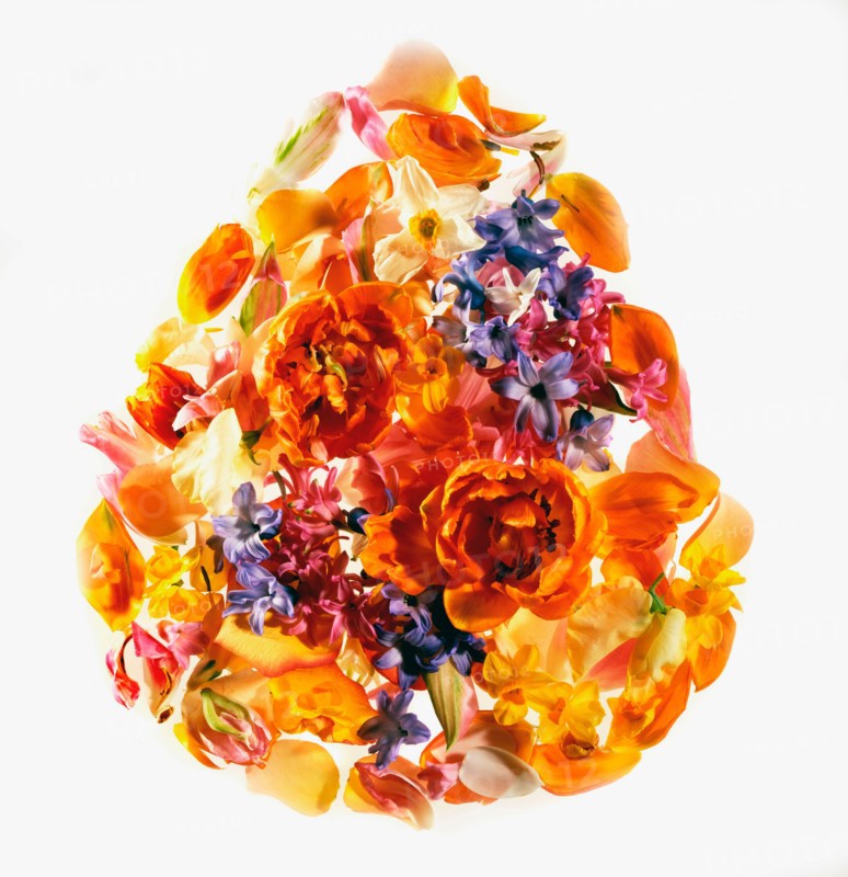 Studio Shot of flower and petal arrangement