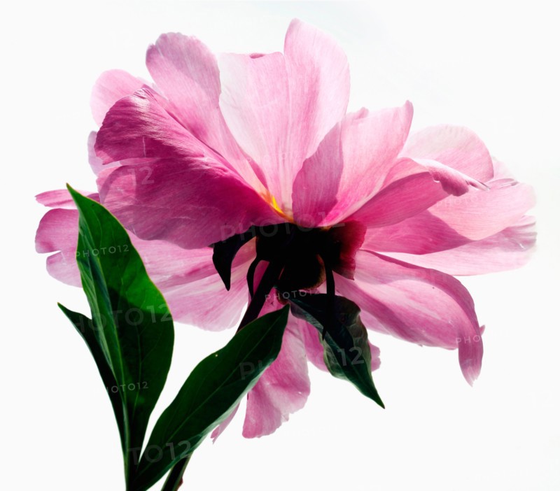 Studio Shot of pink peony