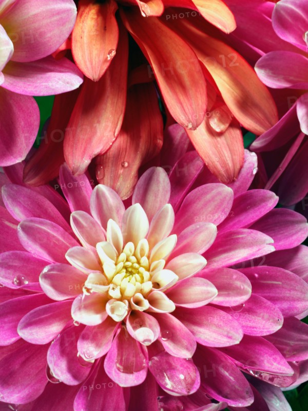 Studio Shot of red and pink delilah flowers