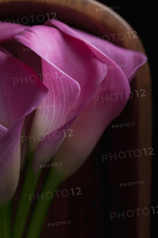 Cala Lilly Flowers