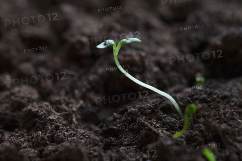 Sprouts, Close-up