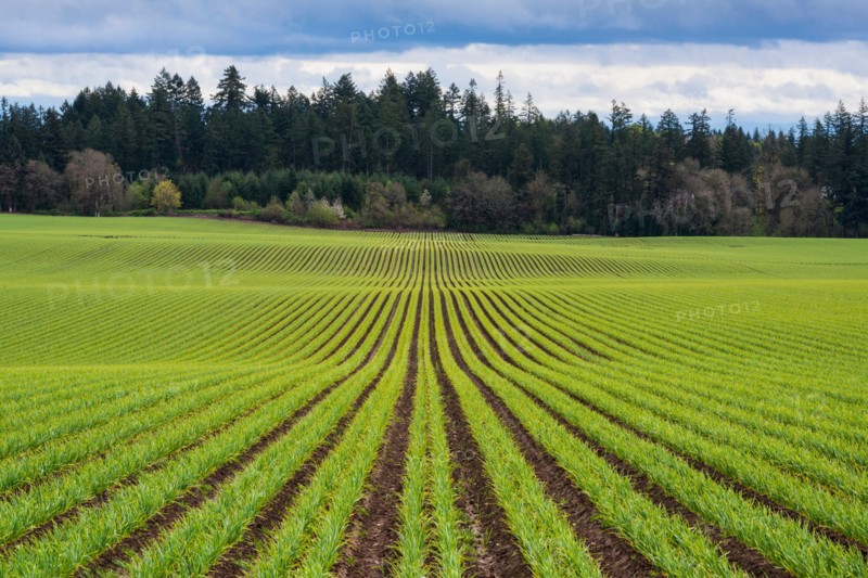 Garlic row