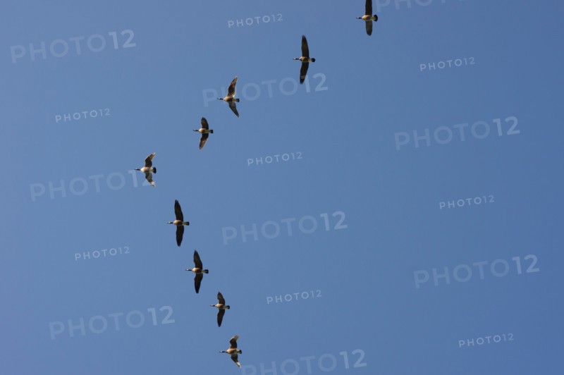 Geese flying