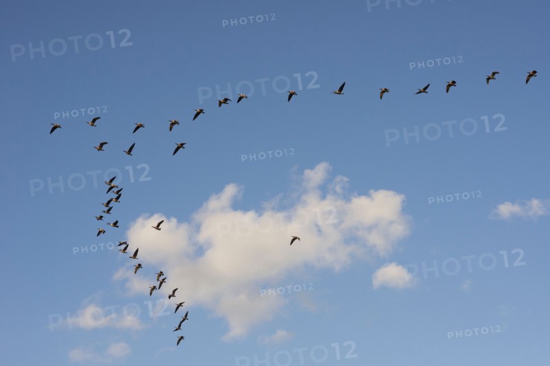 Geese flying