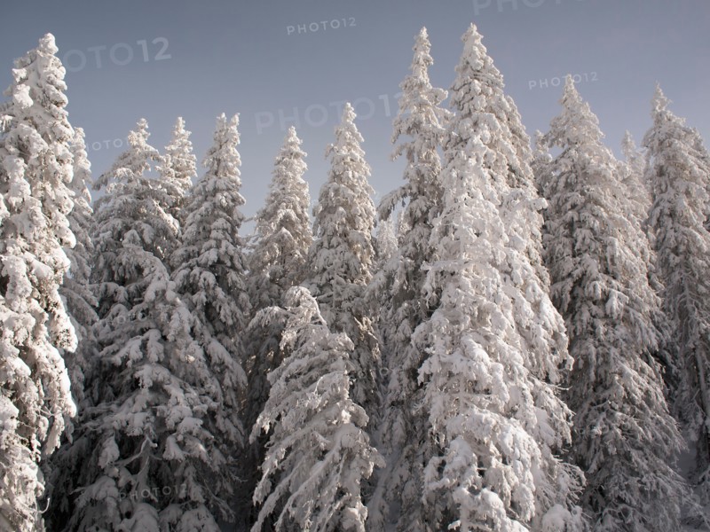 Snowcapped forest