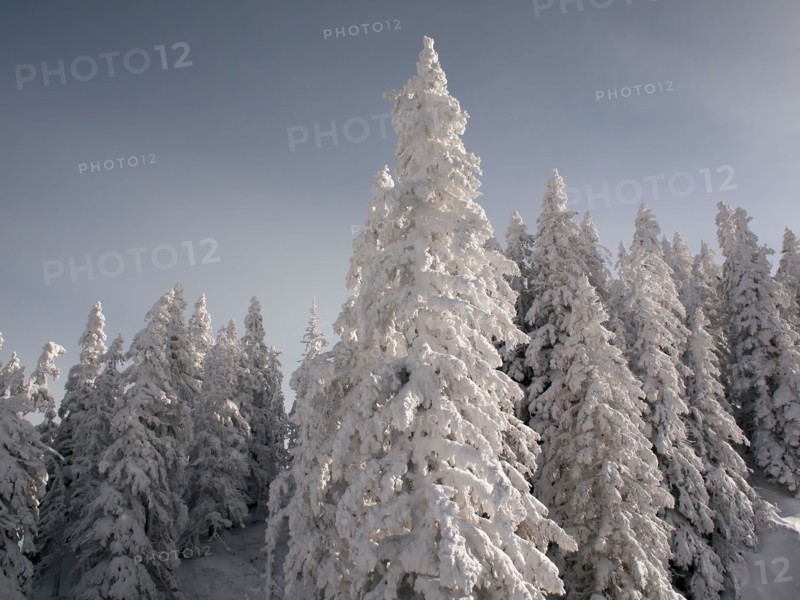 Snowcapped forest