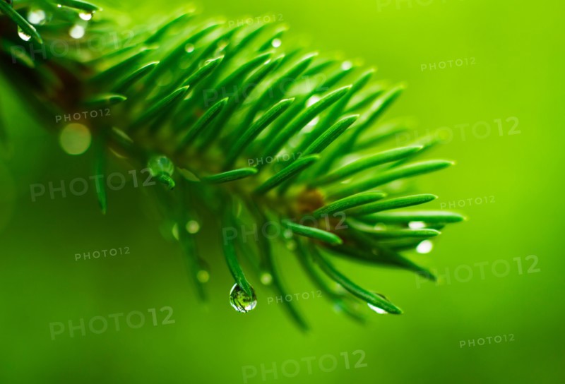 Coniferous branch with dew.