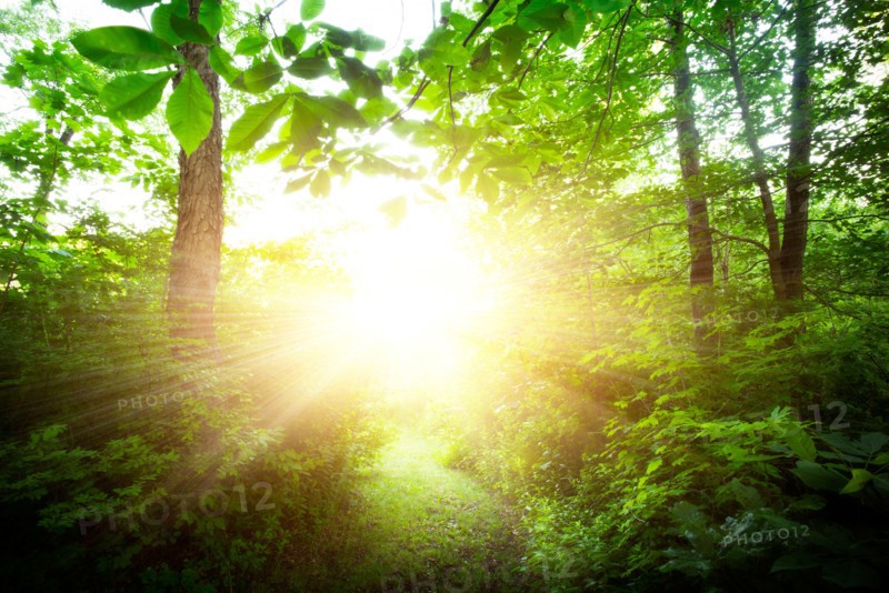 Green forest at sunrise.
