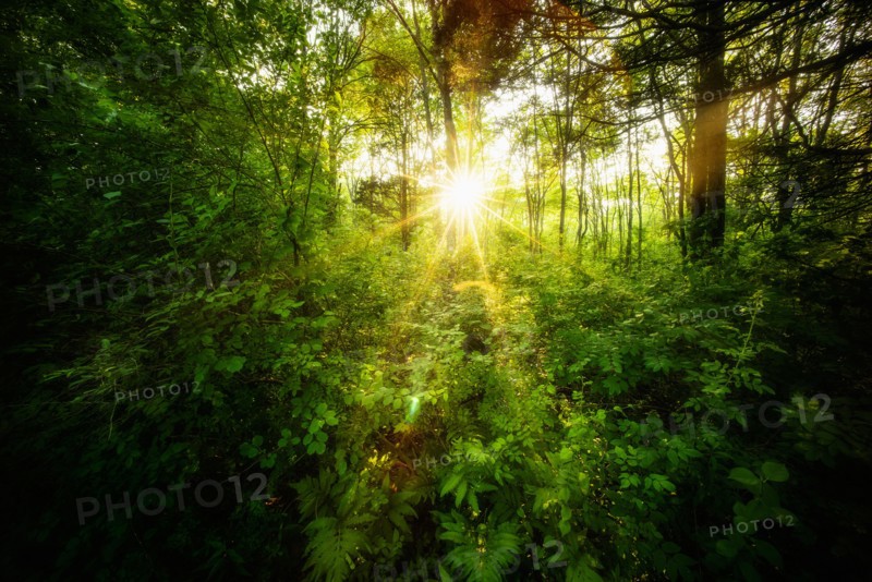 Green forest at sunrise.
