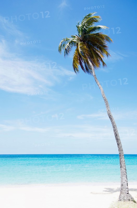 Palm tree on beach