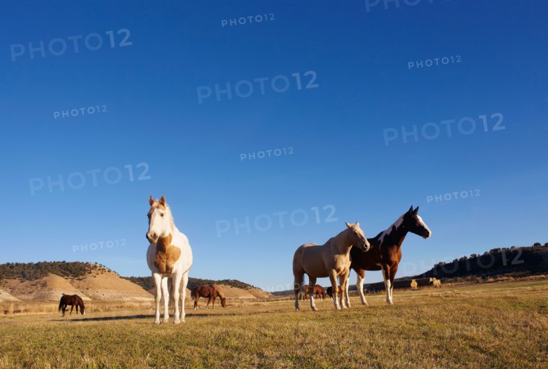 Horses on field
