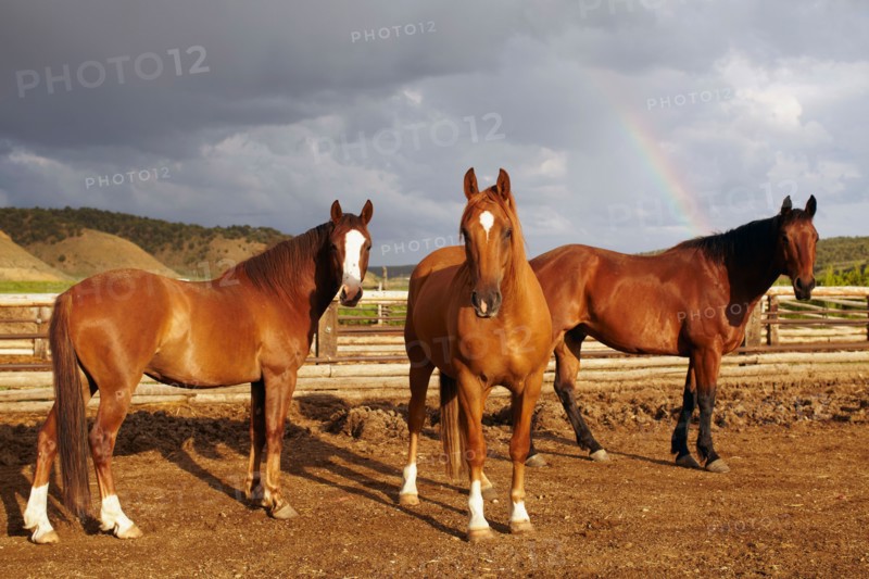 Horses on field