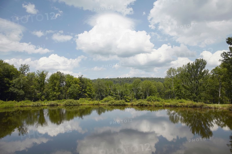 Lake among trees