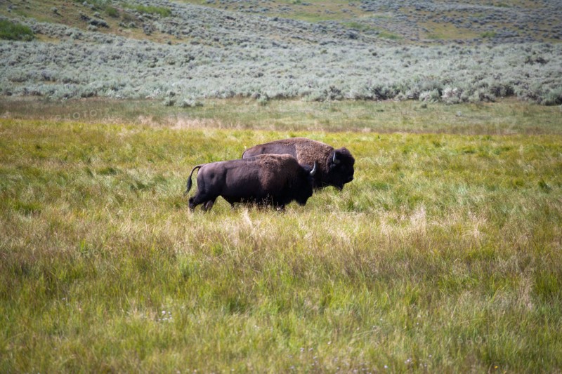 Two buffalo grazing