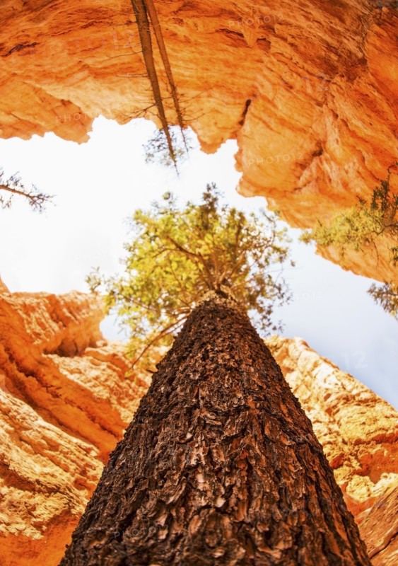 View of rocks, tree and sky. USA, Utah, Bryce Canyon.
Photo : Daniel Grill