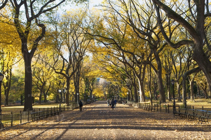 Alley in Central Park in autumn. USA, New York State, New York City.
Photo : fotog